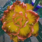 Golden Wavy Petals with Light Pink Edge Desert Rose Flower 2 PCS Seeds Golden Wavy Petals with Light Pink Edge Desert Rose Flower 2 PCS Seeds
