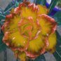 Golden Wavy Petals with Light Pink Edge Desert Rose Flower 2 PCS Seeds