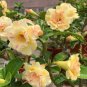 Golden Wavy Petals with Light Pink Edge Desert Rose Flower 2 PCS Seeds