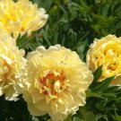 Golden Yellow Peony Tree Flower 5 PCS Seeds