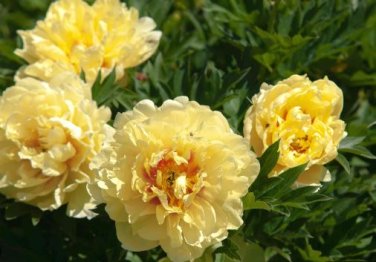 Golden Yellow Peony Tree Flower 5 PCS Seeds