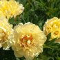 Golden Yellow Peony Tree Flower 5 PCS Seeds