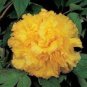 Golden Yellow Peony Tree Flower 5 PCS Seeds