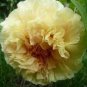 Golden Yellow Peony Tree Flower 5 PCS Seeds