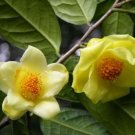 Golden Yellow Rare Camellia Nitidissima Bonsai 50 PCS Seeds