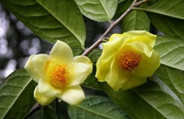 Golden Yellow Rare Camellia Nitidissima Bonsai 50 PCS Seeds