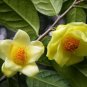 Golden Yellow Rare Camellia Nitidissima Bonsai 50 PCS Seeds