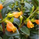 Goldfish Chlorophytum 100 PCS Seeds