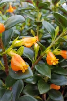 Goldfish Chlorophytum 100 PCS Seeds