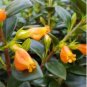 Goldfish Chlorophytum 100 PCS Seeds