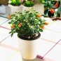 Goldfish Chlorophytum 100 PCS Seeds