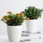 Goldfish Chlorophytum 100 PCS Seeds