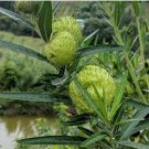 Gomphocarpus Physocarpus HAIRY BALLS 10 PCS Seeds