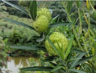 Gomphocarpus Physocarpus HAIRY BALLS 10 PCS Seeds