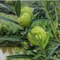 Gomphocarpus Physocarpus HAIRY BALLS 10 PCS Seeds
