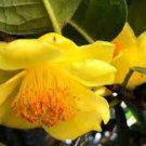 Golden Yellow Rare Camellia Nitidissima Bonsai 50 PCS Seeds