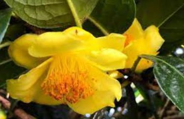 Golden Yellow Rare Camellia Nitidissima Bonsai 50 PCS Seeds