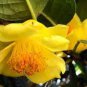 Golden Yellow Rare Camellia Nitidissima Bonsai 50 PCS Seeds