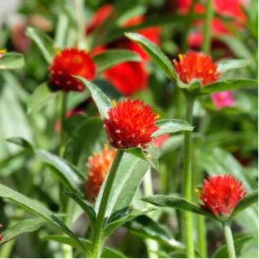 Gomphrena 'Strawberry Fields' 30 PCS Seeds