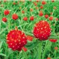 Gomphrena 'Strawberry Fields' 30 PCS Seeds