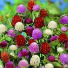 Gomphrenae Globosa Bonsai, Purple Flower Globe Amaranth 100 PCS Seeds Gomphrenae Globosa Bonsai, Purple Flower Globe Amaranth 100 PCS Seeds
