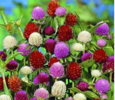 Gomphrenae Globosa Bonsai, Purple Flower Globe Amaranth 100 PCS Seeds