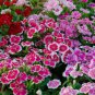 Gomphrenae Globosa Bonsai, Purple Flower Globe Amaranth 100 PCS Seeds