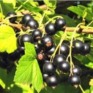 Gooseberry Seeds Physalis Peruviana Fruit Bonsai 100 PCS Seeds