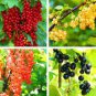 Gooseberry Seeds Physalis Peruviana Fruit Bonsai 100 PCS Seeds