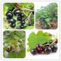Gooseberry Seeds Physalis Peruviana Fruit Bonsai 100 PCS Seeds
