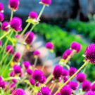 Gomphrenae Globosa Bonsai, Purple Flower Globe Amaranth 100 PCS Seeds Gomphrenae Globosa Bonsai, Purple Flower Globe Amaranth 100 PCS Seeds