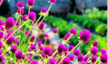 Gomphrenae Globosa Bonsai, Purple Flower Globe Amaranth 100 PCS Seeds
