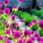 Gomphrenae Globosa Bonsai, Purple Flower Globe Amaranth 100 PCS Seeds