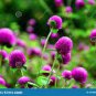 Gomphrenae Globosa Bonsai, Purple Flower Globe Amaranth 100 PCS Seeds