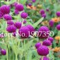 Gomphrenae Globosa Bonsai, Purple Flower Globe Amaranth 100 PCS Seeds