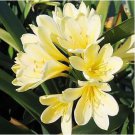 Gorgeous Clivia Flower Seeds Kaffir Lily 100 PCS Seeds