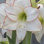 Gorgeous Clivia Flower Seeds Kaffir Lily 100 PCS Seeds