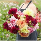 Gorgeous Dahlia Flower (Not Dahlia Bulbs) Beautiful Dahlia Bonsai Flower 100 PCS Seeds