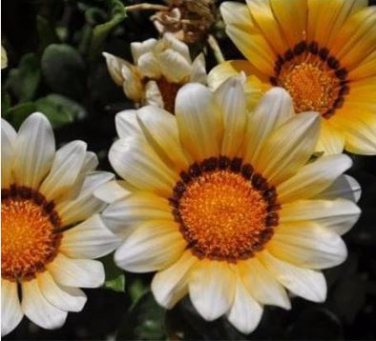Gorgeous Gazania Rigens Bonsai 100 PCS Seeds