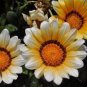 Gorgeous Gazania Rigens Bonsai 100 PCS Seeds