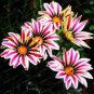Gorgeous Gazania Rigens Bonsai 100 PCS Seeds