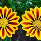 Gorgeous Gazania Rigens Bonsai, Rare Beautiful Flower Plant 100 PCS Seeds