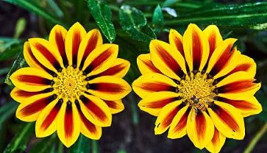 Gorgeous Gazania Rigens Bonsai, Rare Beautiful Flower Plant 100 PCS Seeds