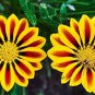Gorgeous Gazania Rigens Bonsai, Rare Beautiful Flower Plant 100 PCS Seeds