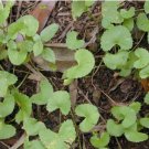 Gotu kola 20 PCS Seeds Gotu kola 20 PCS Seeds