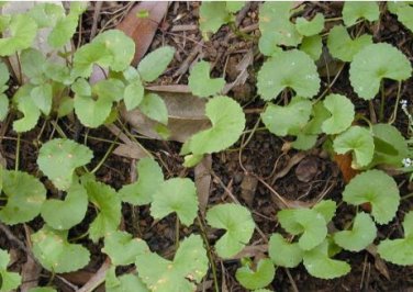 Gotu kola 20 PCS Seeds