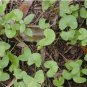 Gotu kola 20 PCS Seeds