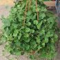 Gotu kola 20 PCS Seeds