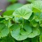 Gotu kola 20 PCS Seeds