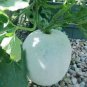 Gourd petha 100 PCS Seeds